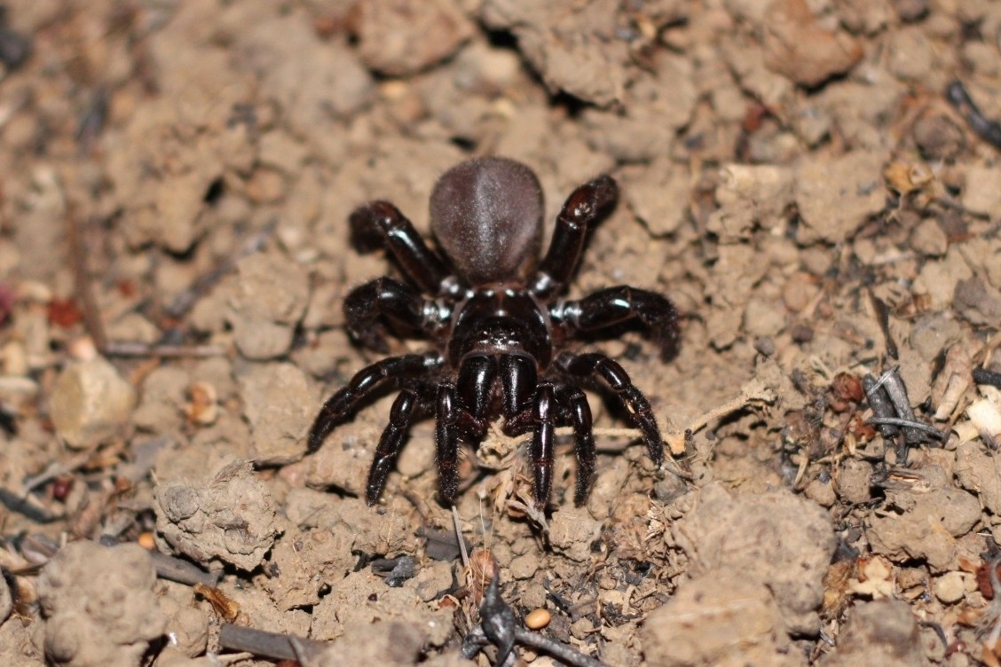 Actinopus robustus (O.Pickard-Cambridge, 1892)