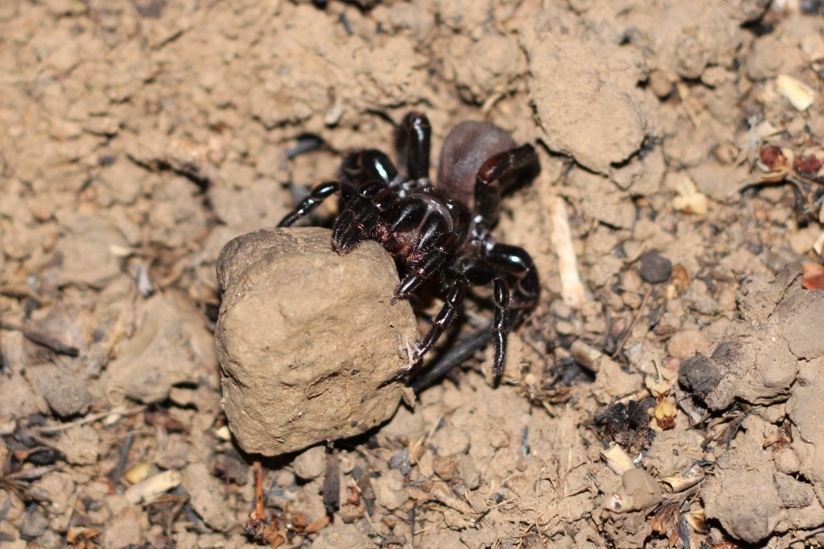 Actinopus robustus (O.Pickard-Cambridge, 1892)