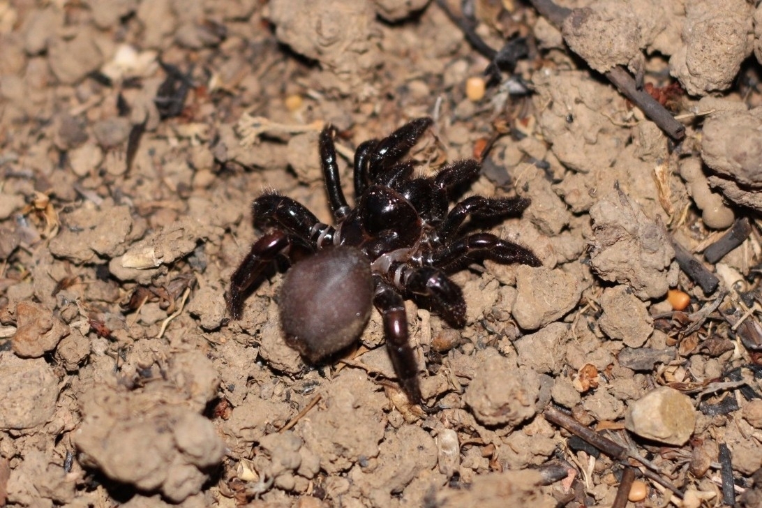 Actinopus robustus (O.Pickard-Cambridge, 1892)