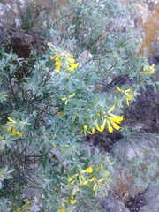 Acmispon dendroideus traskiae