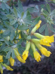 Acmispon dendroideus traskiae