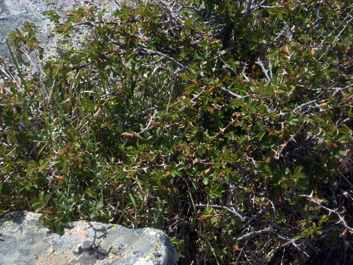 Rosa serafinii, photograph 6