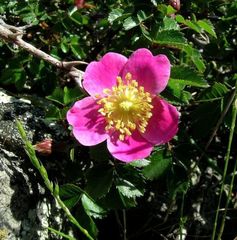 Rosa serafinii