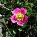 Rosa serafinii - Photo no rights reserved, uploaded by Peter de Lange