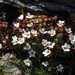 Saxifraga pedemontana cervicornis - Photo no rights reserved, uploaded by Peter de Lange