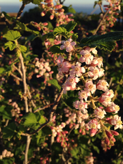 Ribes malvaceum malvaceum