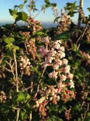 Ribes malvaceum malvaceum