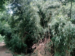 Phyllostachys bambusoides