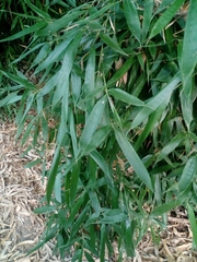 Phyllostachys bambusoides