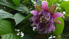 Passiflora quadrangularis