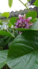 Passiflora quadrangularis