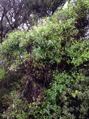 Clematis microphylla