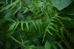 Pedicularis bracteosa