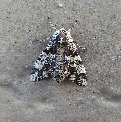 Photo of European Oak Beauty (Biston strataria)