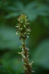 Pedicularis bracteosa