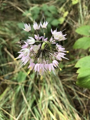 Allium cernuum