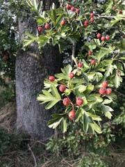 Crataegus