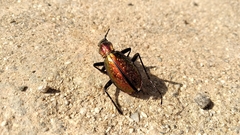 Carabus rutilans