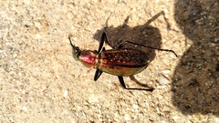Carabus rutilans