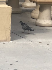 Columba livia domestica