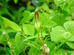 Ceropegia attenuata