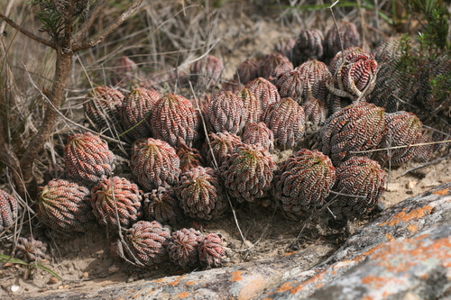 Haworthiopsis reinwardtii var. brevicula