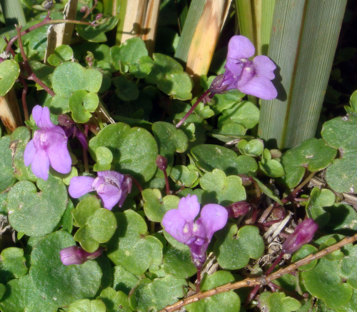 Cymbalaria aequitriloba · iNaturalist