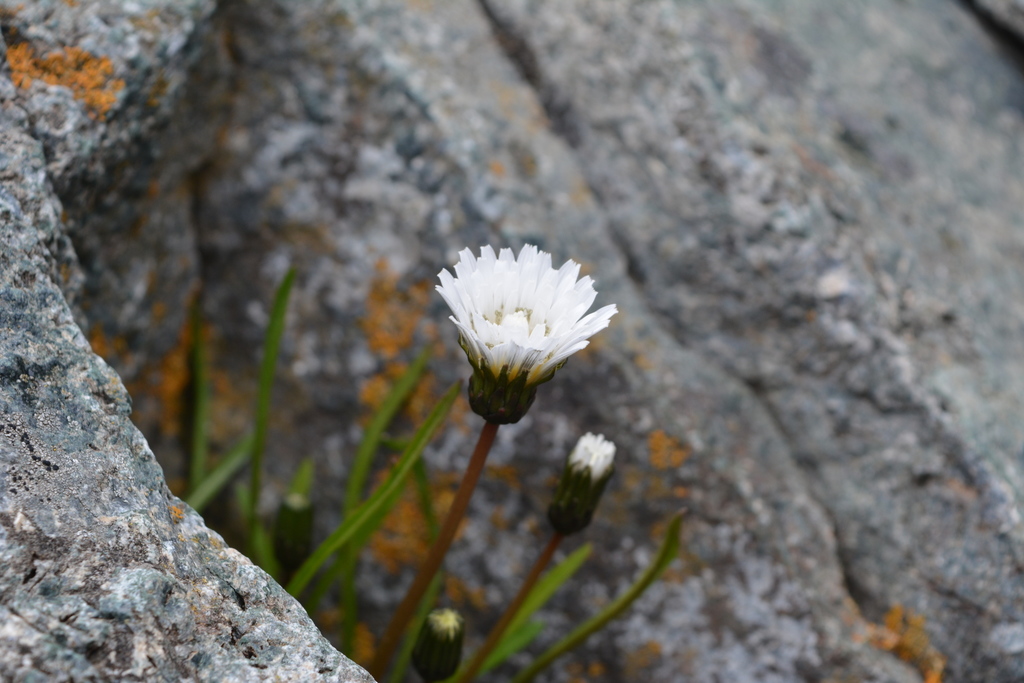 Taraxacum leucoglossum