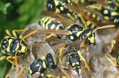 Polistes gallicus