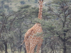 Giraffa camelopardalis reticulata