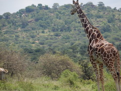 Giraffa camelopardalis reticulata