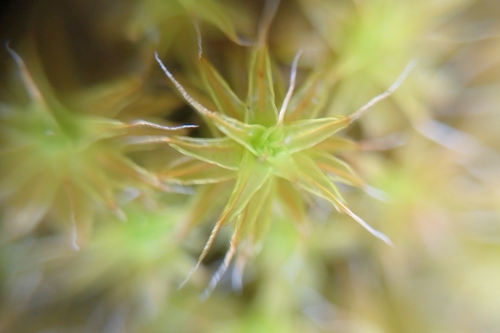 Image of Syntrichia ruraliformis by (c) Aaron Chidwick, some rights reserved (CC BY)