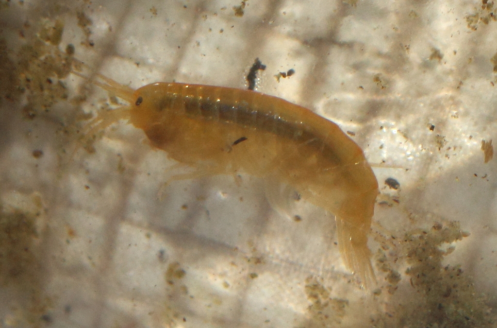 Lacustrine Scud