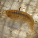 Lacustrine Scud - Photo (c) Erin McKittrick, some rights reserved (CC BY), uploaded by Erin McKittrick