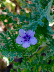 Phacelia floribunda