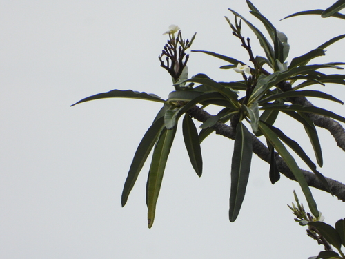 Pachypodium mikea