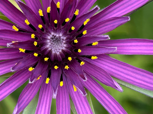 Ein weiteres Foto von Salsify