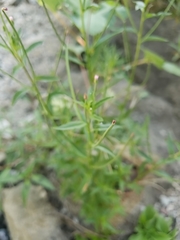 Epilobium ciliatum