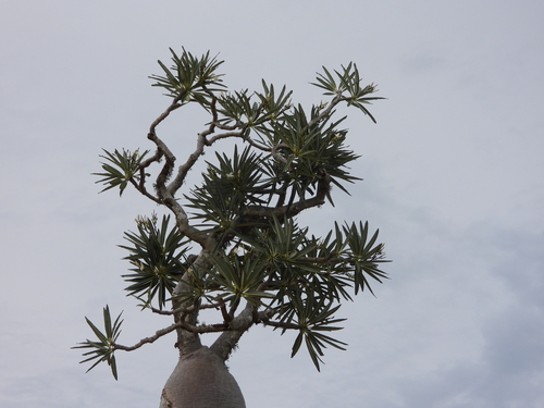 Pachypodium mikea