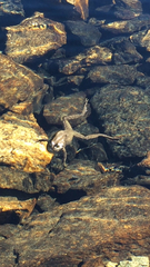 Rana muscosa