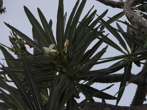 Pachypodium mikea
