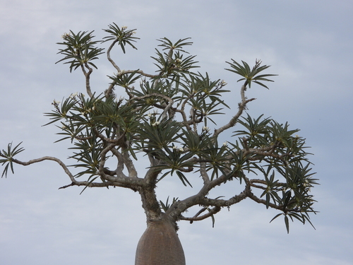 Pachypodium mikea
