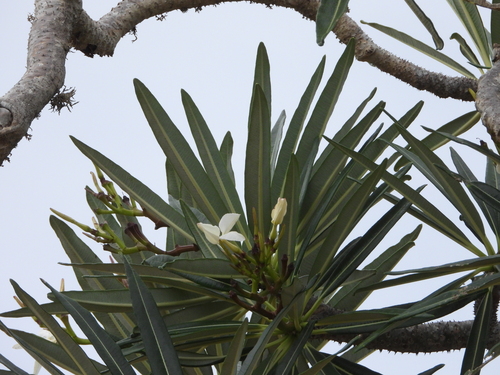Pachypodium mikea