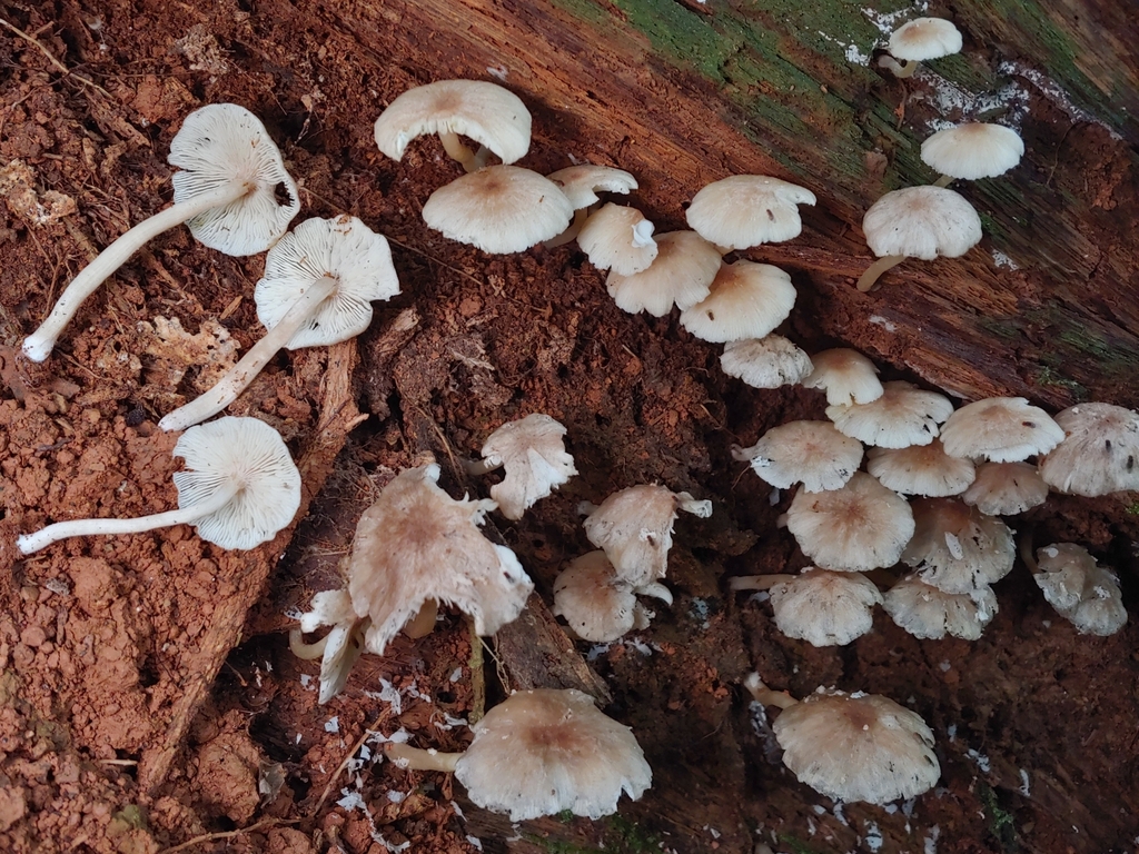 Tricholomopsis sp. 'PR01'