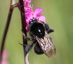 Bombus soroeensis