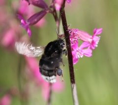 Bombus soroeensis