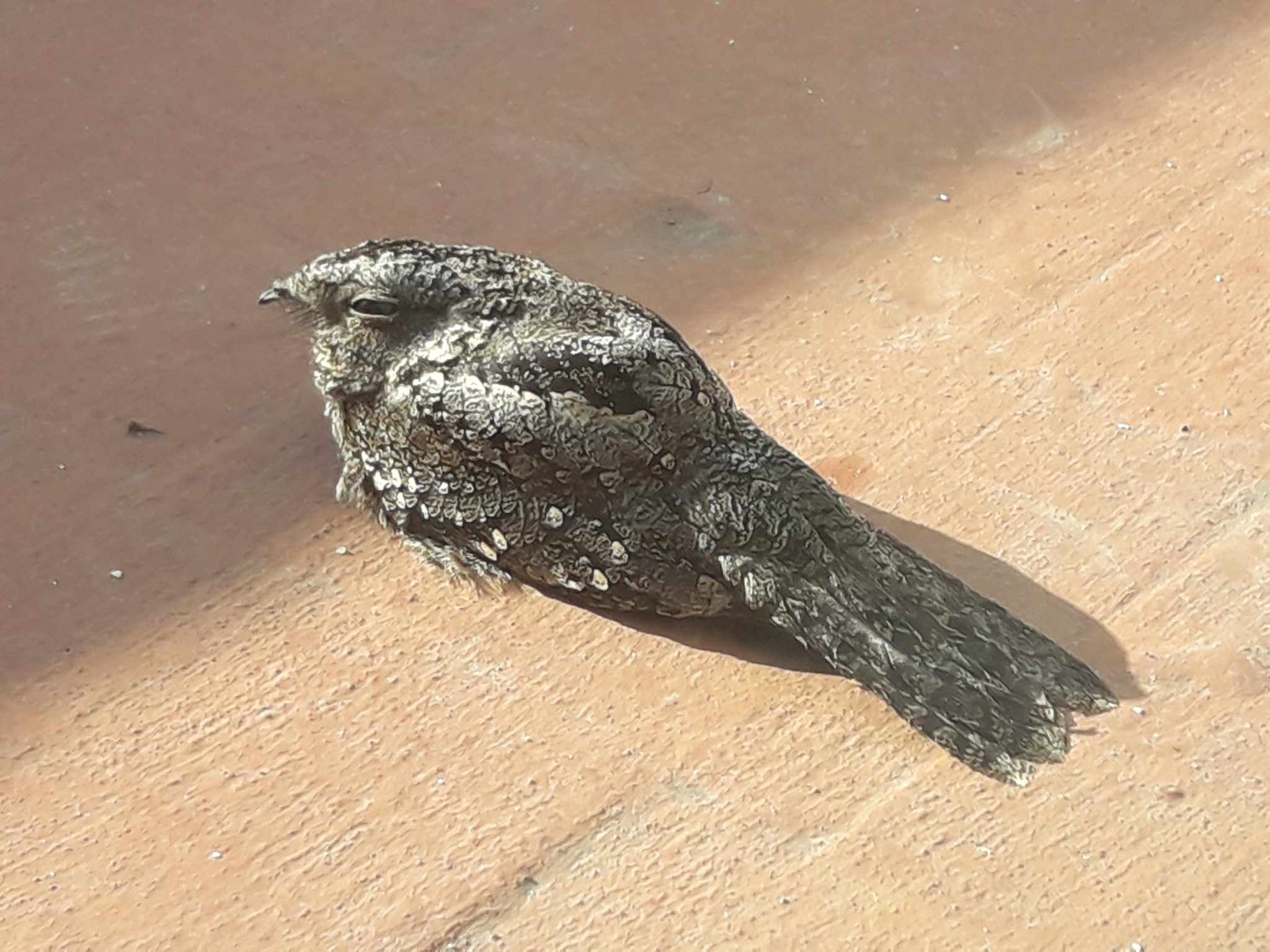 Band-winged Nightjar illustration