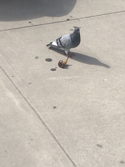 Columba livia domestica