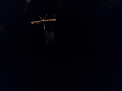 Platyptilia carduidactylus