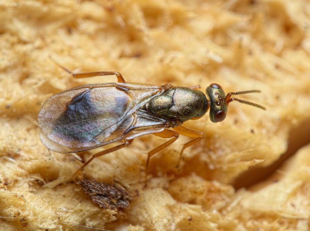 Rhopalicus tutela